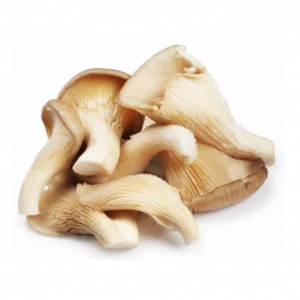 Image of Dry Oyster Mushroom 1 Box - Organically Grown | Buy Online in Delhi NCR | Rootz Organics