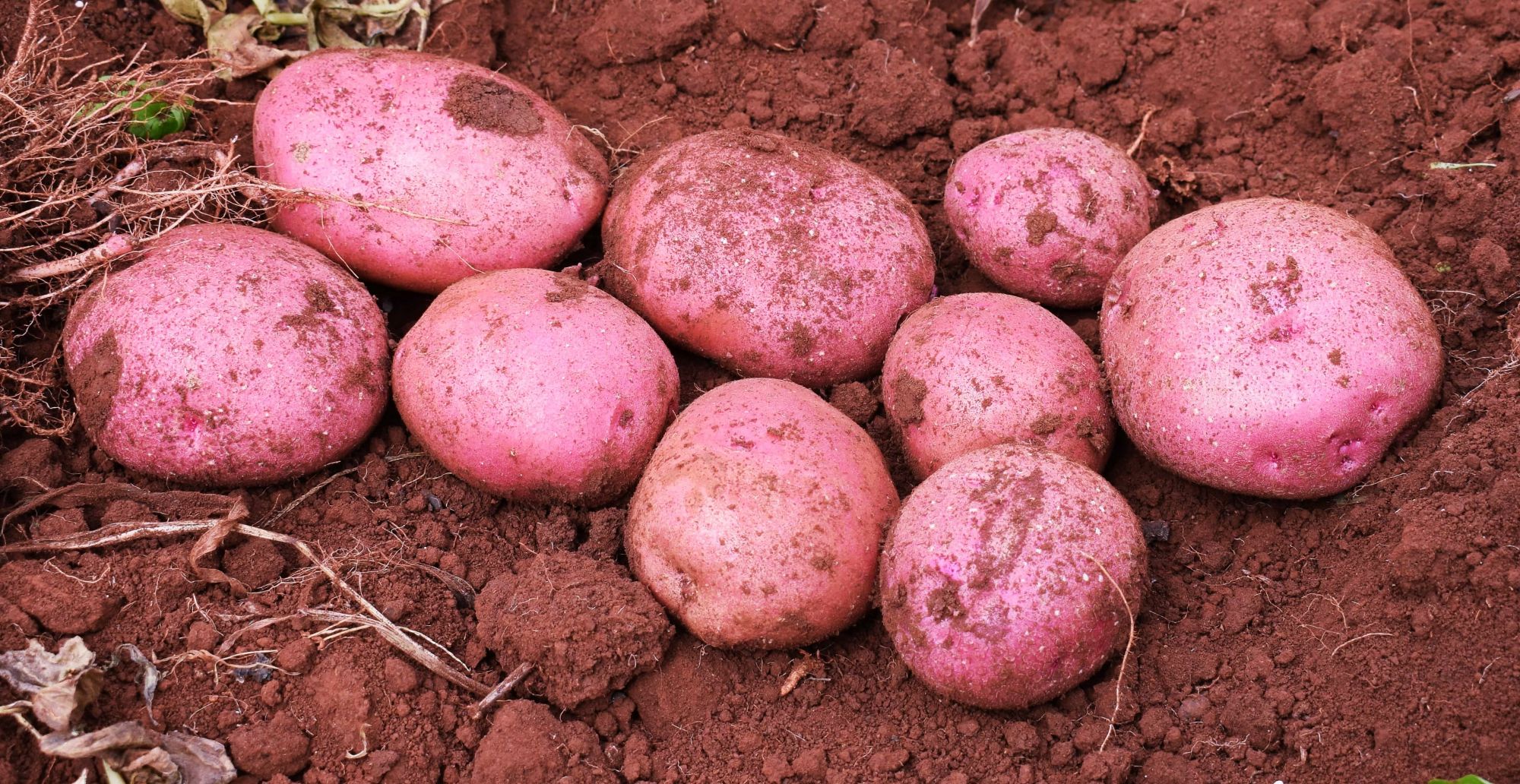 Potato Red 1kg - Organically Grown | Buy Online in Delhi NCR | Rootz Organics