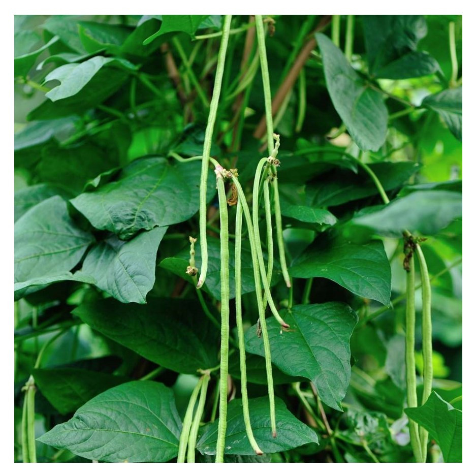 Organic Lobia Beans 250g - Organically Grown | Buy Online in Delhi NCR | Rootz Organics