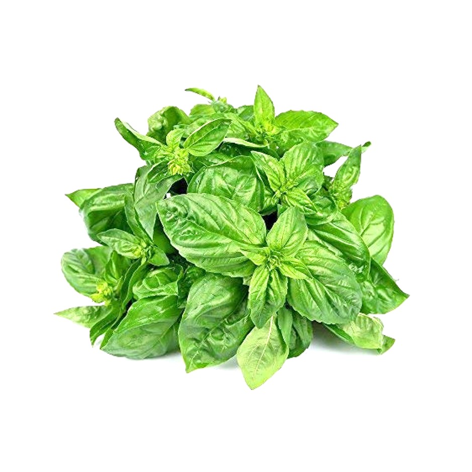 Basil Leaves 50g - Organically Grown | Buy Online in Delhi NCR | Rootz Organics