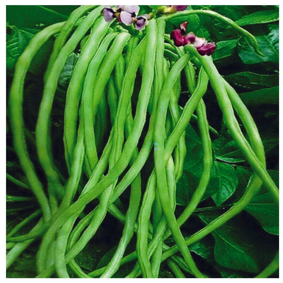 Organic Lobia Beans 250g - Organically Grown | Buy Online in Delhi NCR | Rootz Organics
