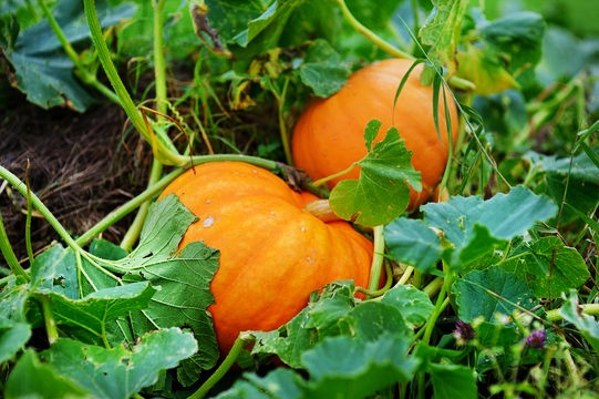 Pumpkin Yellow 1kg - Organically Grown | Buy Online in Delhi NCR | Rootz Organics