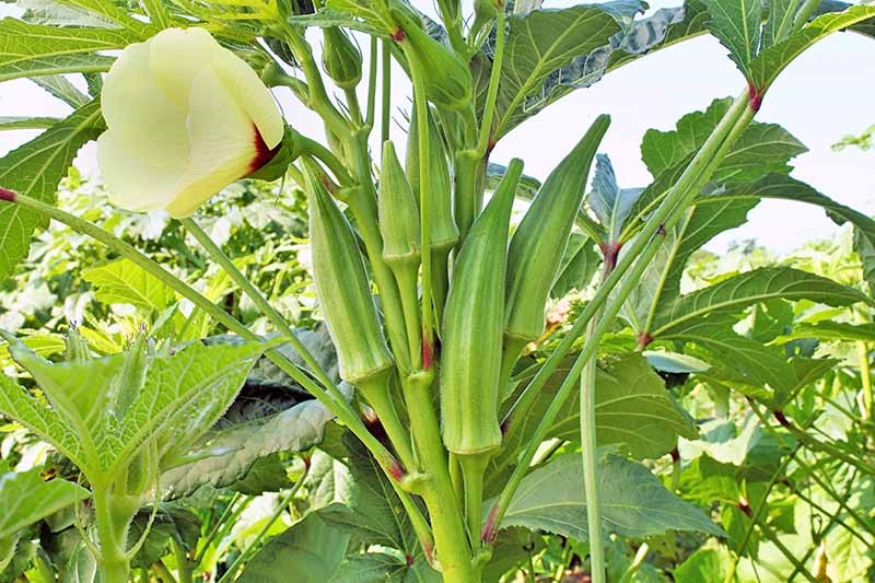 Bhindi Okra 250g - Organically Grown | Buy Online in Delhi NCR | Rootz Organics