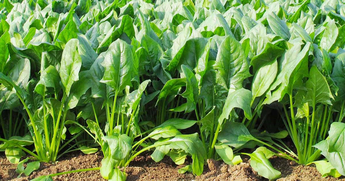 Spinach 500g - Organically Grown | Buy Online in Delhi NCR | Rootz Organics