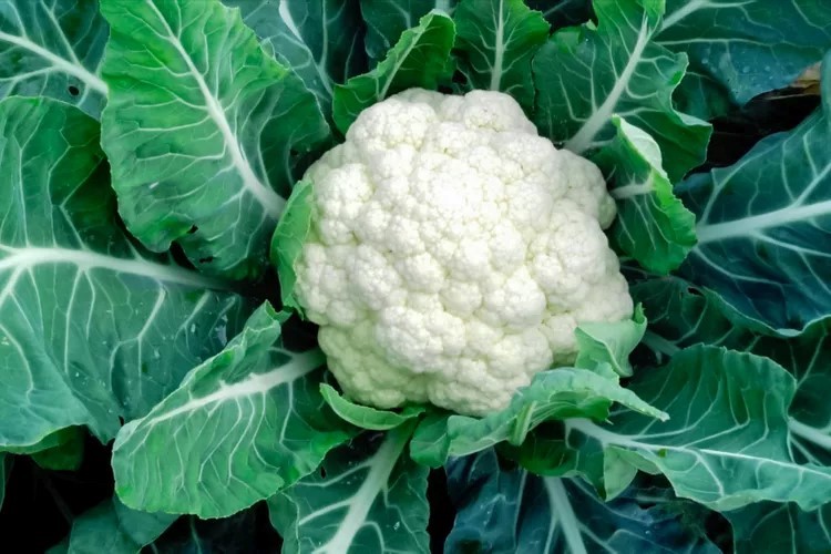 Cauliflower 1kg - Organically Grown | Buy Online in Delhi NCR | Rootz Organics