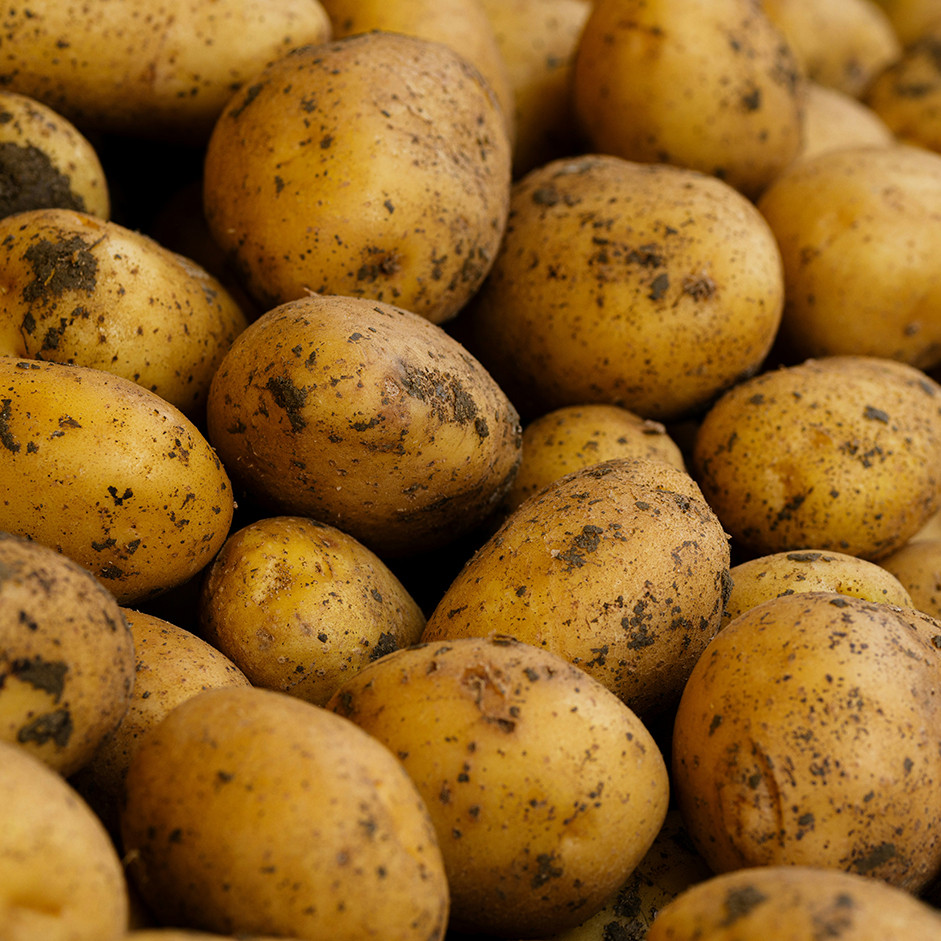 Potato 1kg - Organically Grown | Buy Online in Delhi NCR | Rootz Organics