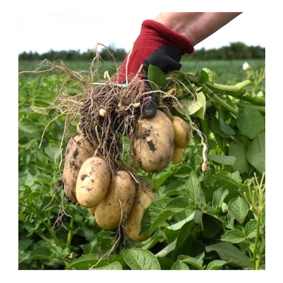 Potato 1kg - Organically Grown | Buy Online in Delhi NCR | Rootz Organics
