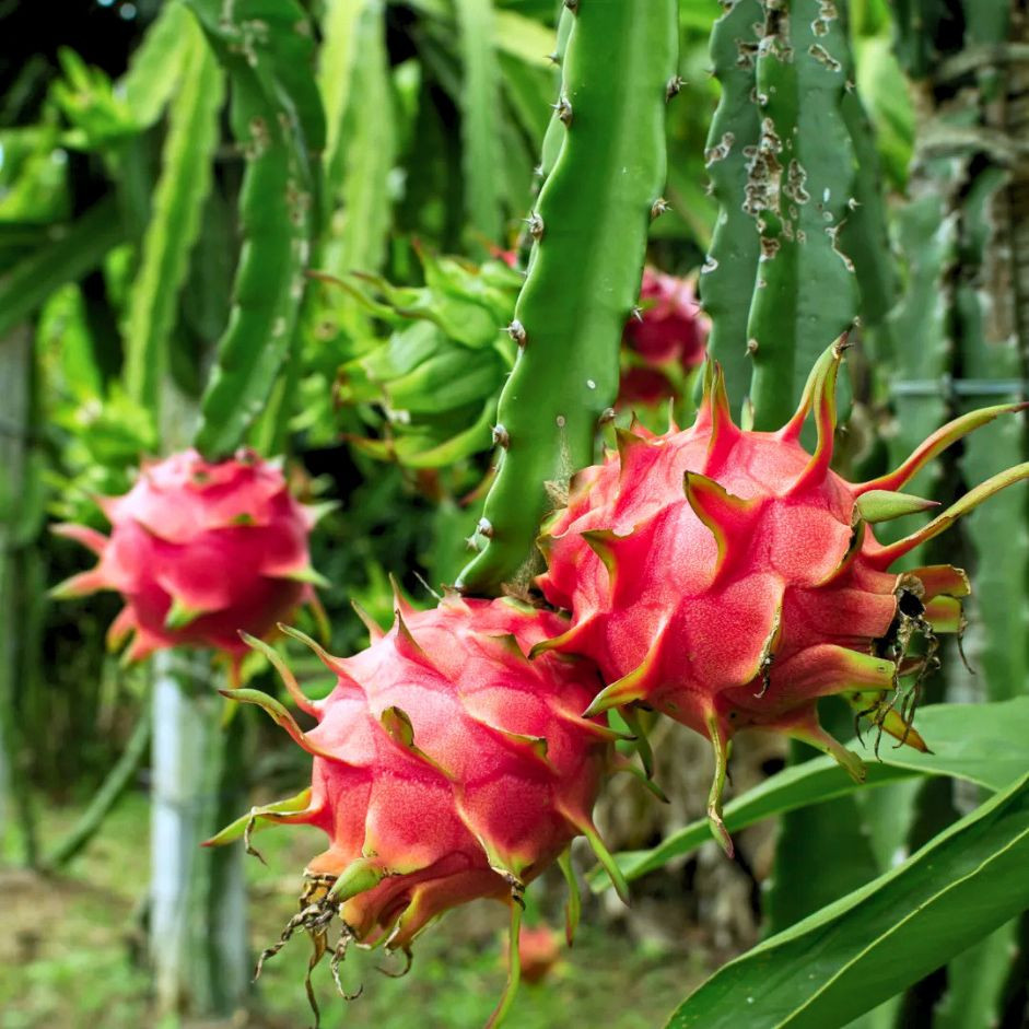 Dragon Fruit White 1pc - Organically Grown | Buy Online in Delhi NCR | Rootz Organics