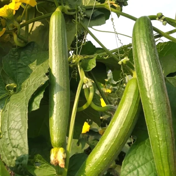 Image of Sponge Gourd Tori 500g - Organically Grown | Buy Online in Delhi NCR | Rootz Organics