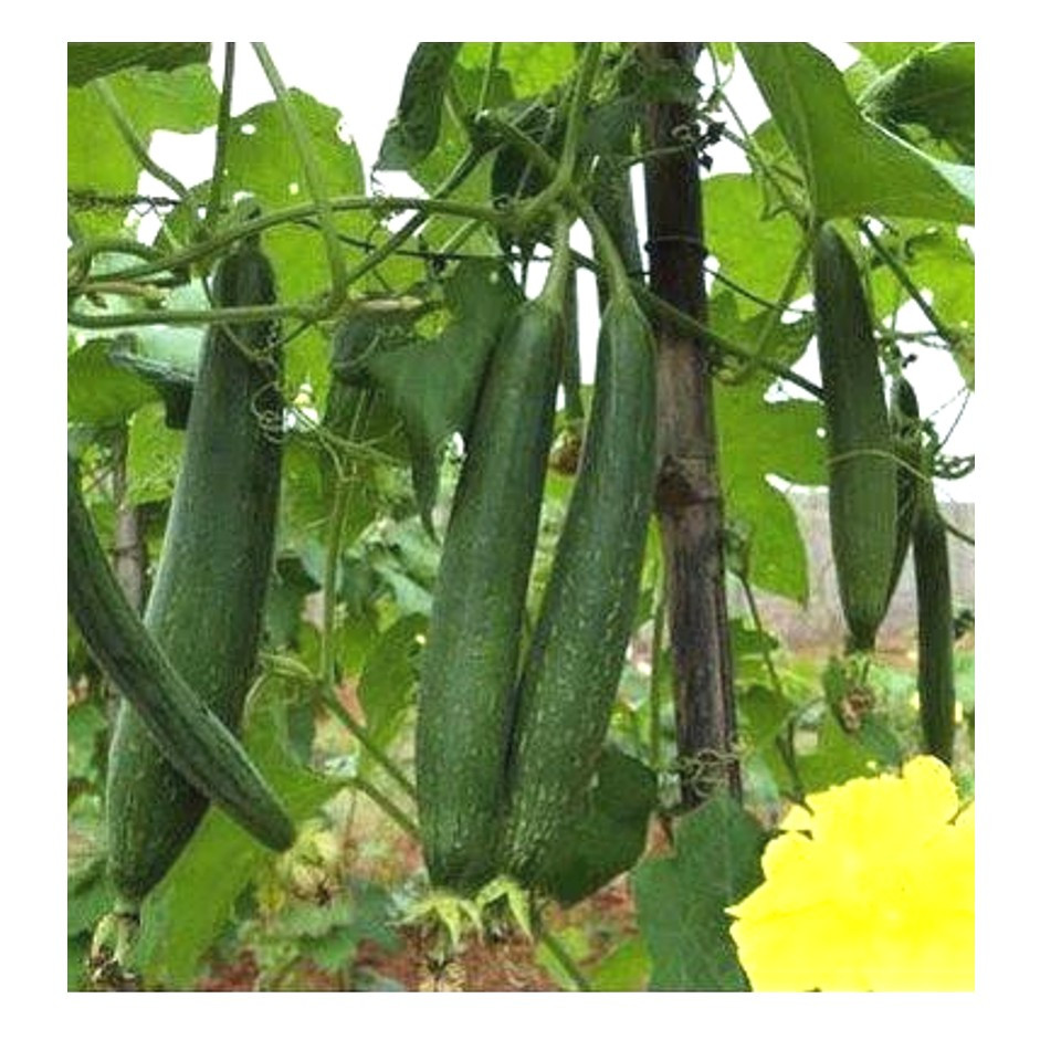 Sponge Gourd Tori 500g - Organically Grown | Buy Online in Delhi NCR | Rootz Organics