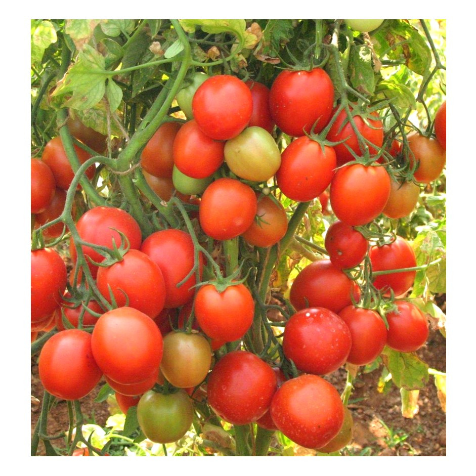 Tomato Desi 1kg - Organically Grown | Buy Online in Delhi NCR | Rootz Organics