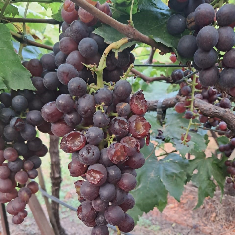 Grapes Red Flame 500g Punnet