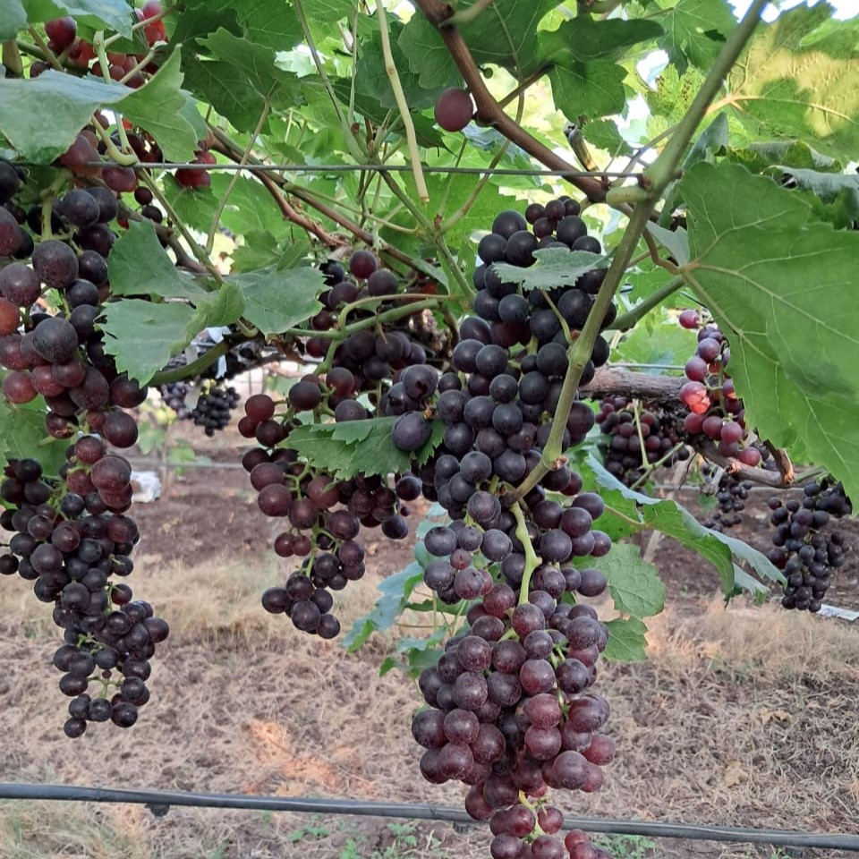 Grapes Red Flame 500g Punnet