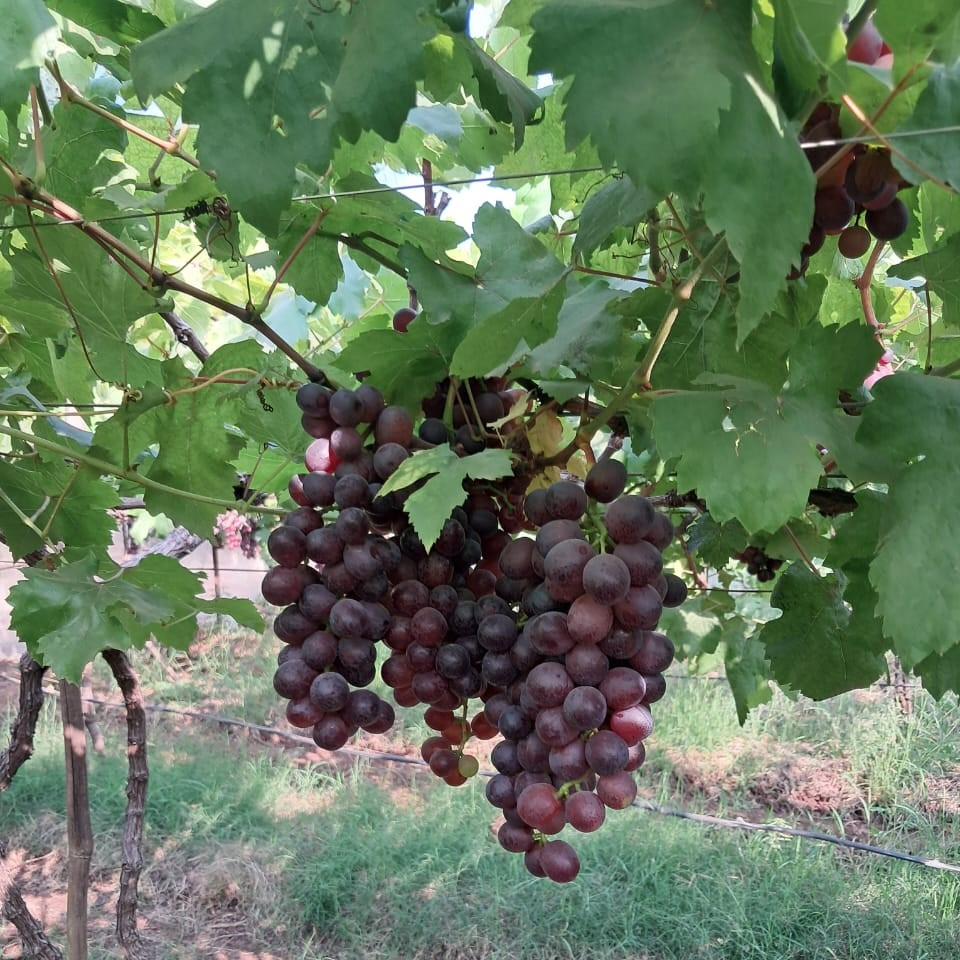 Grapes Red Flame 500g Punnet