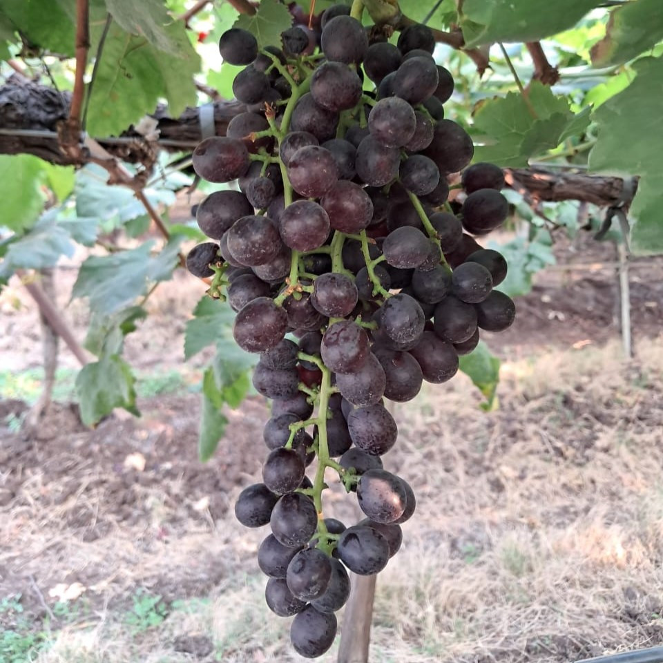 Grapes Red Flame 500g Punnet