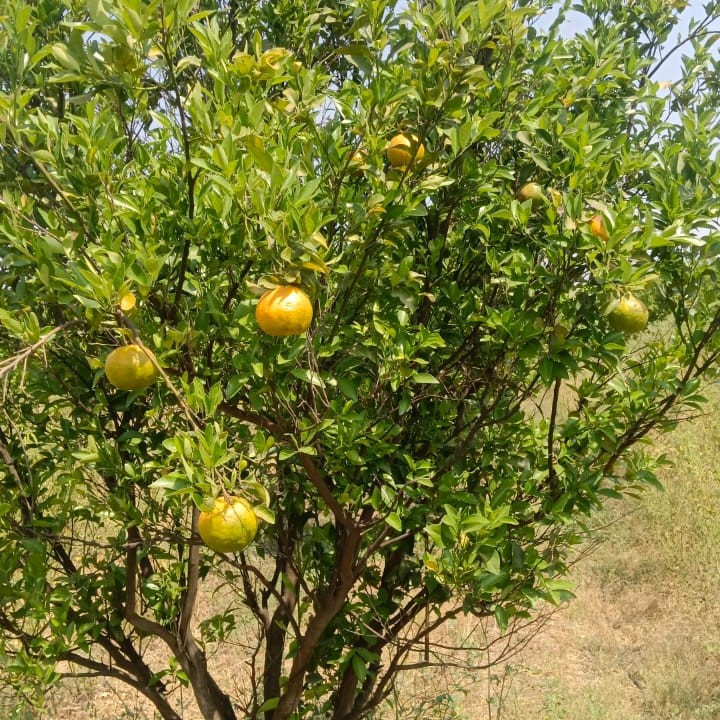 Nagpur Orange 1kg