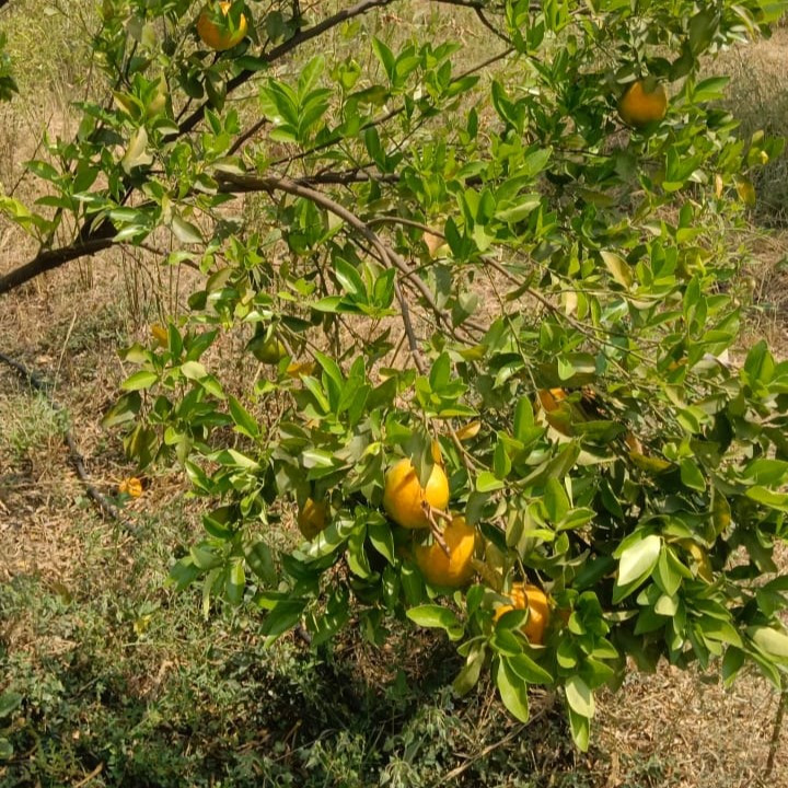 Nagpur Orange 1kg