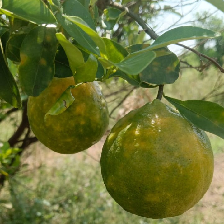 Nagpur Orange 1kg