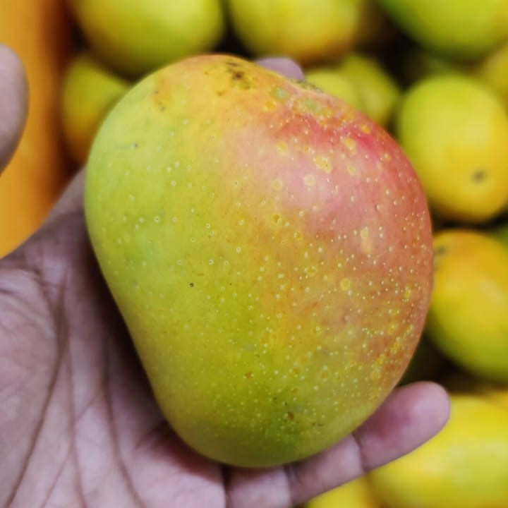 Alphonso Mango (Ratnagiri) Dozen(12pcs Approx 2.5 to 3kg)