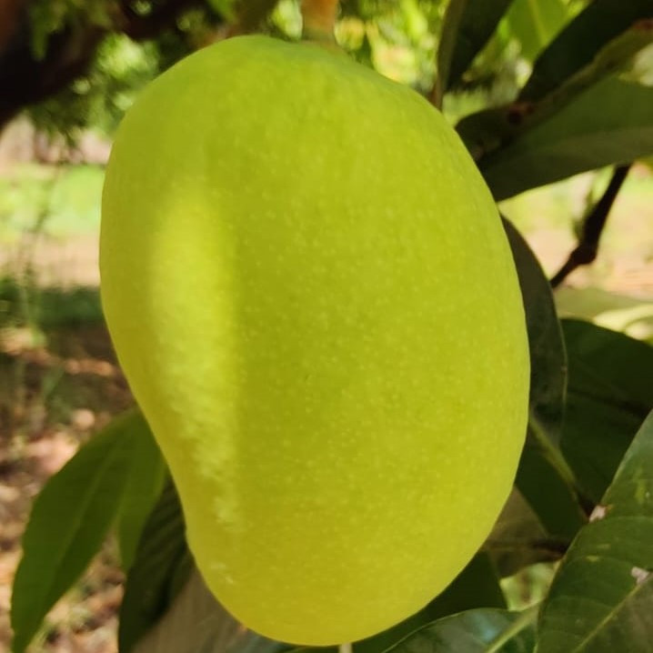 Alphonso Mango (Ratnagiri) Dozen(12pcs Approx 2.5 to 3kg)