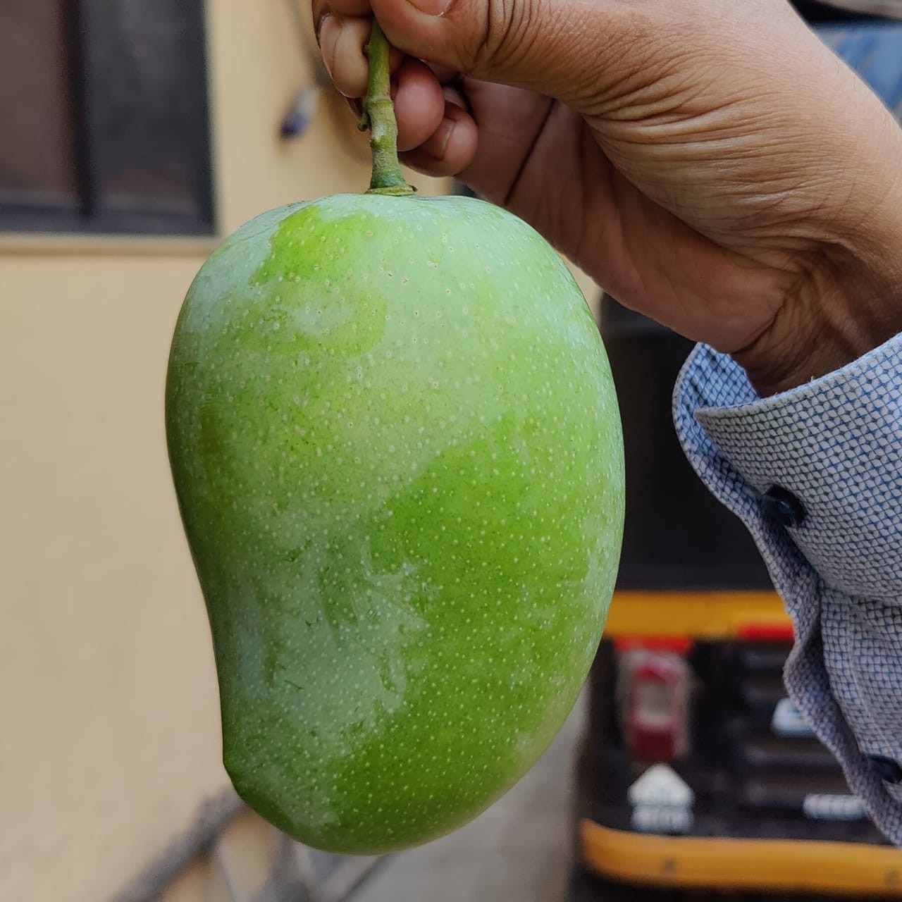 Kesar Mango 1 Dozen (Approx. 2.5 to 3kg)