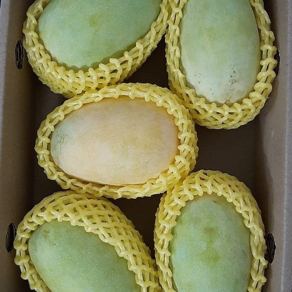 Kesar Mango 1 Dozen (Approx. 2.5 to 3kg)