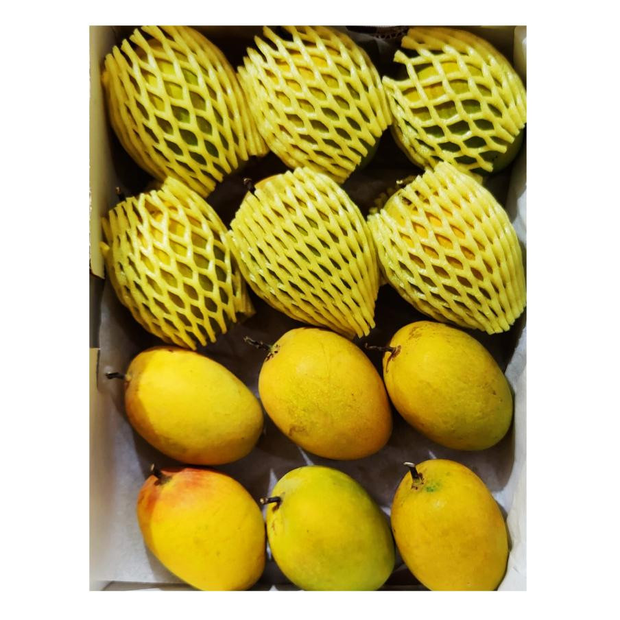Alphonso Mango (Ratnagiri) Dozen(12pcs Approx 2.5 to 3kg)