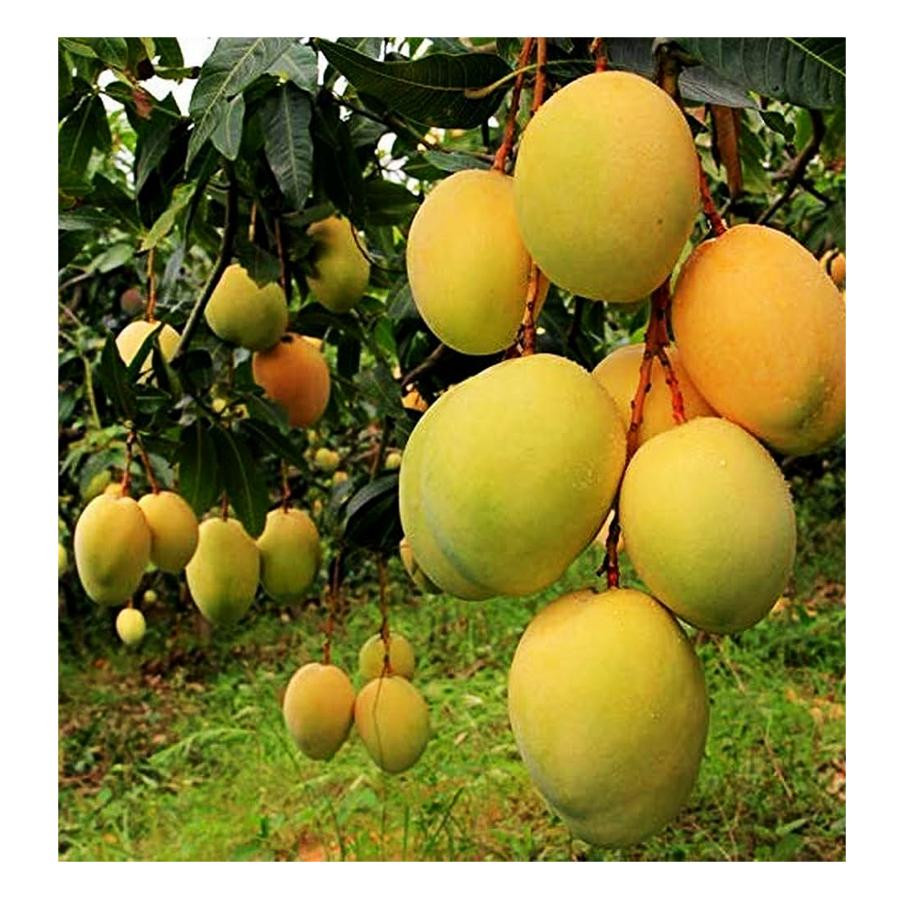Alphonso Mango (Ratnagiri) Dozen(12pcs Approx 2.5 to 3kg)