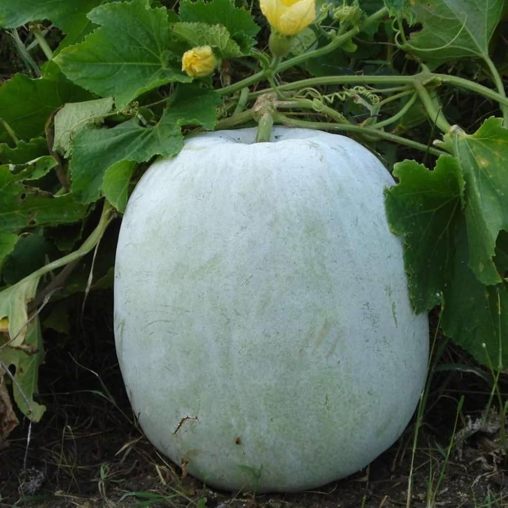 Petha White Ash Gourd 1kg - Organically Grown | Buy Online in Delhi NCR | Rootz Organics