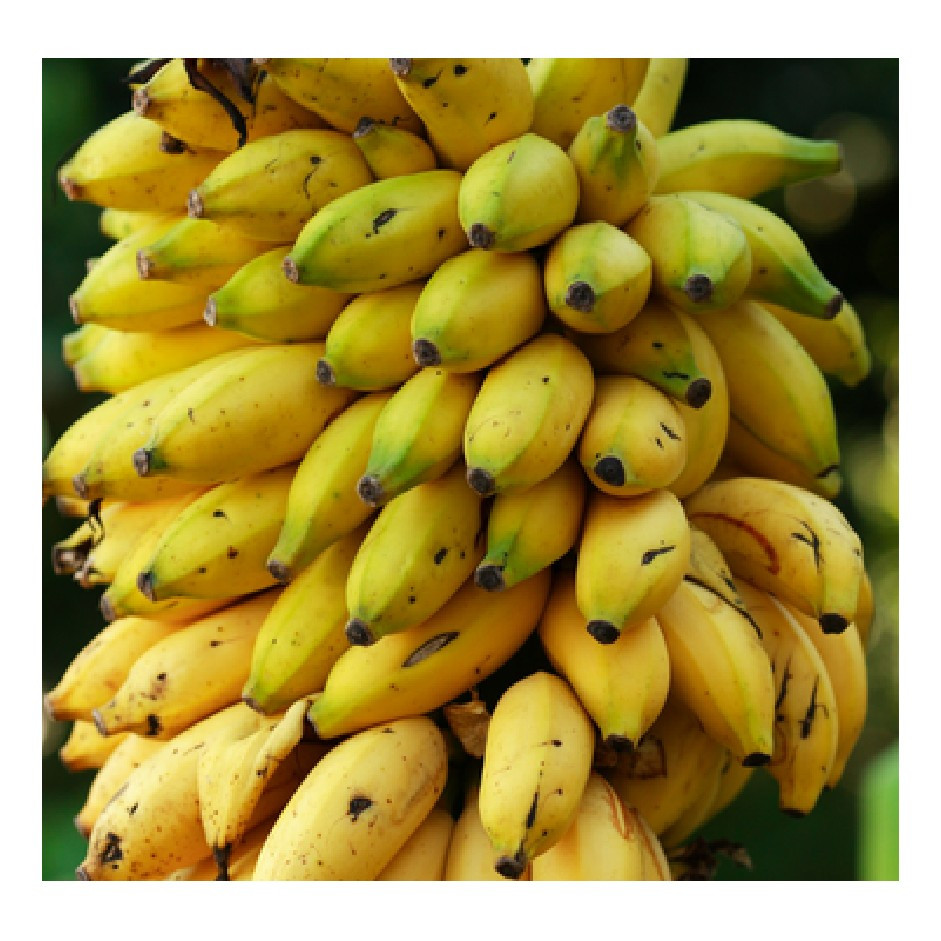 Banana Yellaki 1kg - Organically Grown | Buy Online in Delhi NCR | Rootz Organics