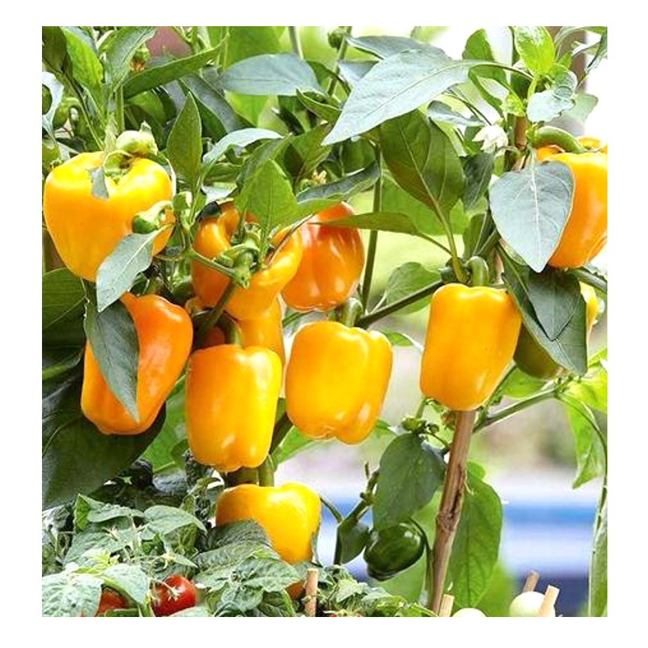 Bellpepper Yellow 250g - Organically Grown | Buy Online in Delhi NCR | Rootz Organics