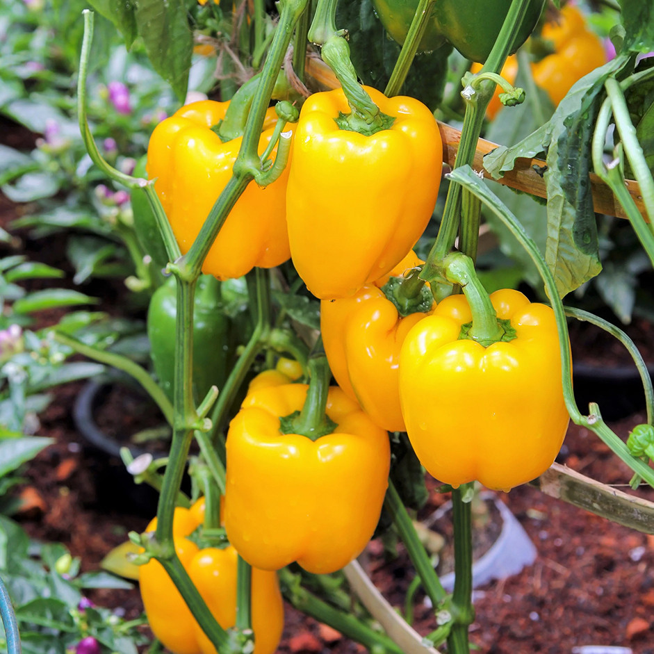Bellpepper Yellow 250g - Organically Grown | Buy Online in Delhi NCR | Rootz Organics