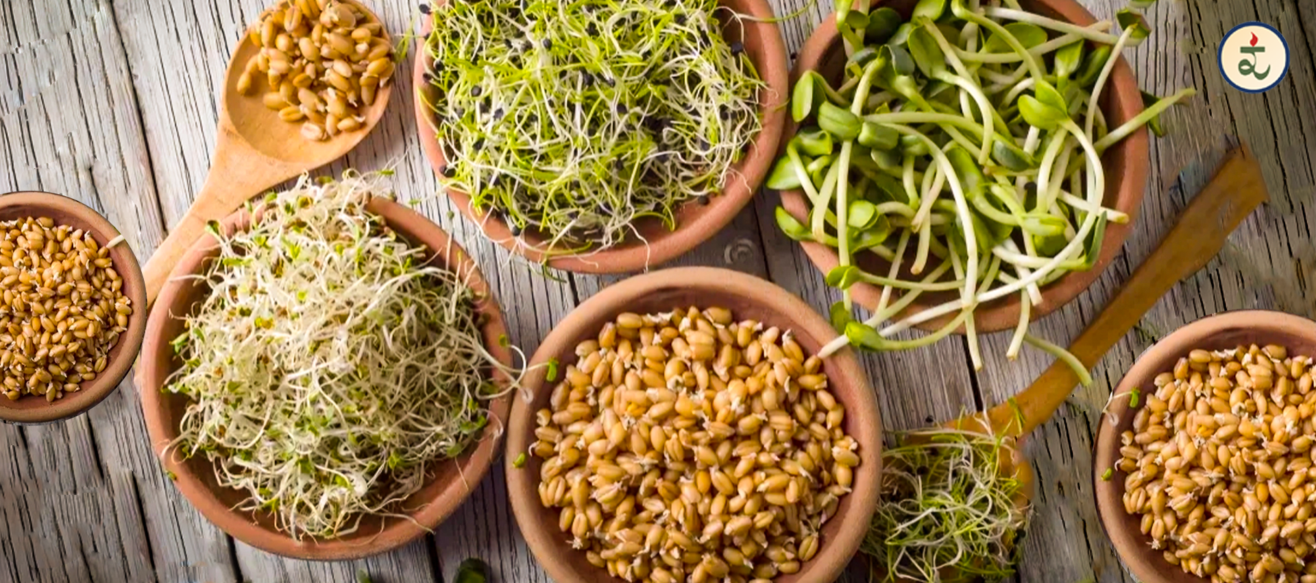 Unlock the Power of Sprouted Foods | Rootz Organics Sprouted Flours