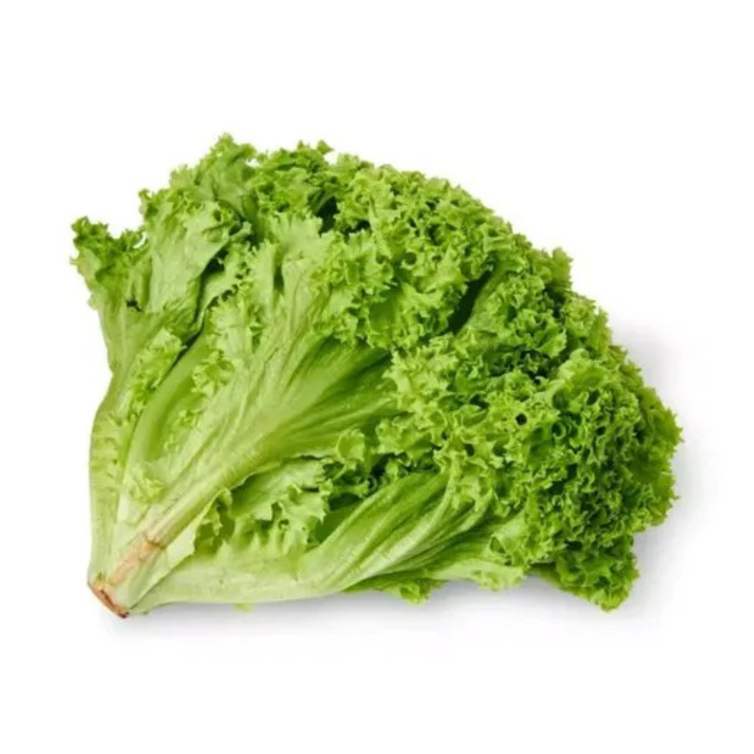 LOLLO BIONDA LETTUCE - PER HEAD
