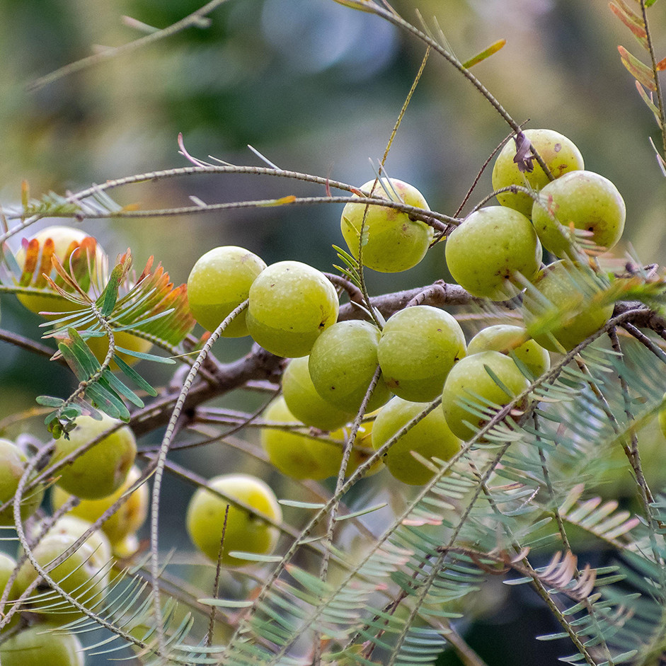 Amla (Goose Berry) 250g