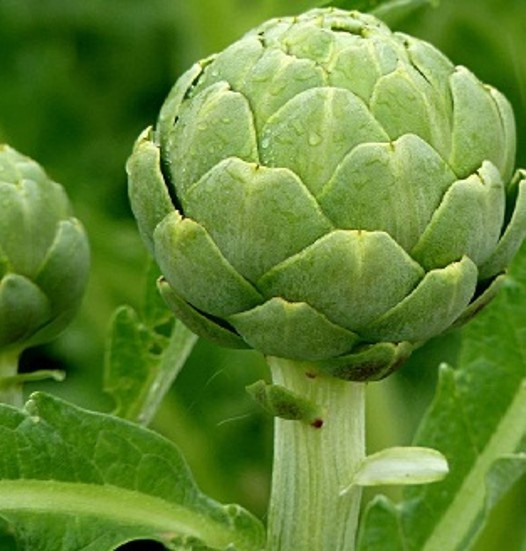 Rootz Organics Artichokes (2 pcs) — Fresh Globe Artichokes, Air-Flown from Spain
