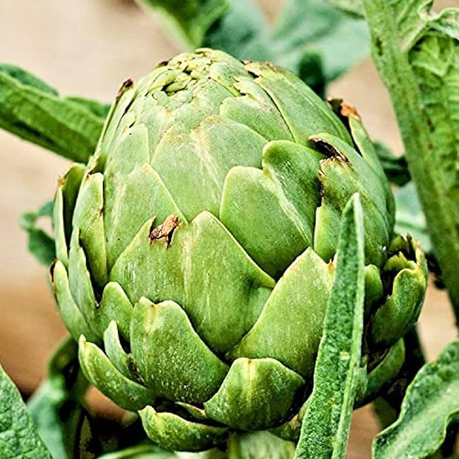 Rootz Organics Artichokes (2 pcs) — Fresh Globe Artichokes, Air-Flown from Spain