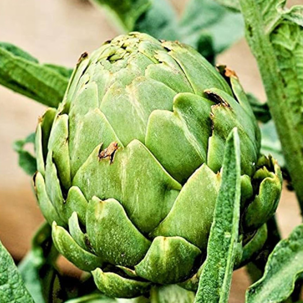 Image of Rootz Organics Artichokes (2 pcs) — Fresh Globe Artichokes, Air-Flown from Spain