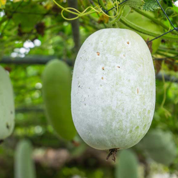 Image of Ash Gourd 1 pc (approx - 1.2 kg - 1.5kg) by Rootz Organics