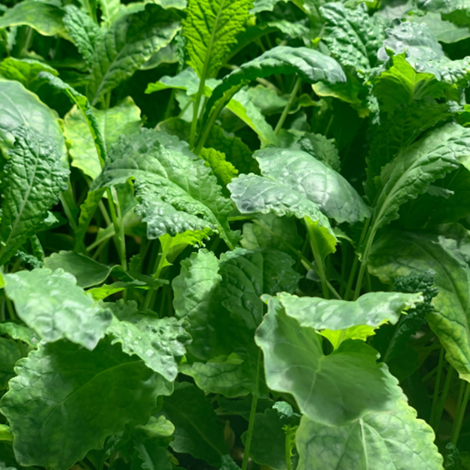 Baby Kale - 125gm pack