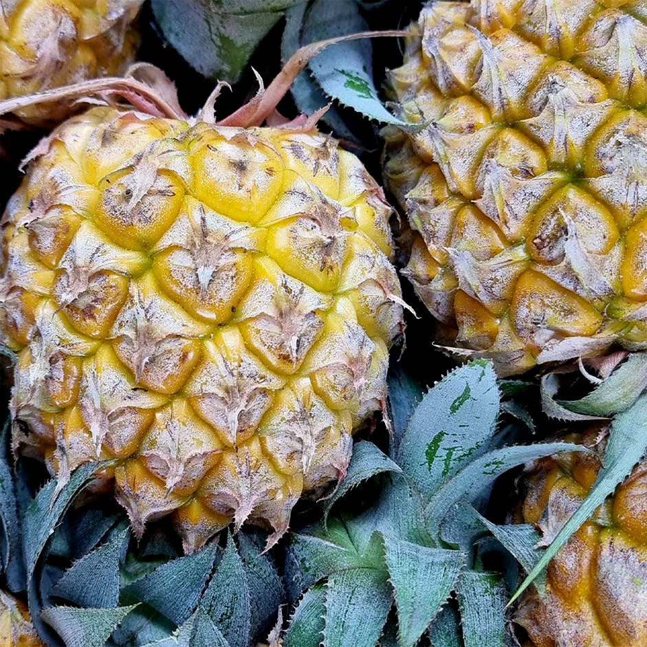 Rootz Organics Baby Pineapple 400-500g — Sweet Victoria Pineapple, Air-Flown from Mauritius