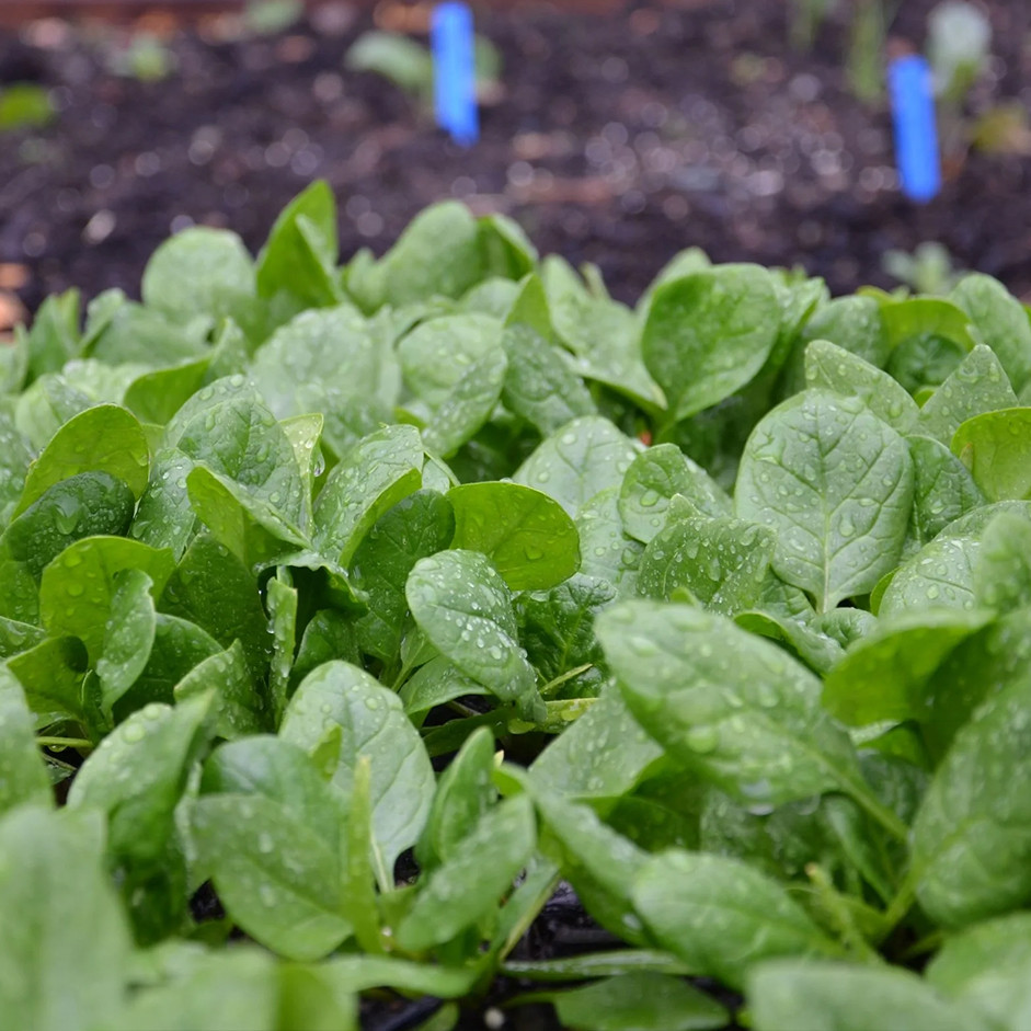 BABY SPINACH - 125gm pack