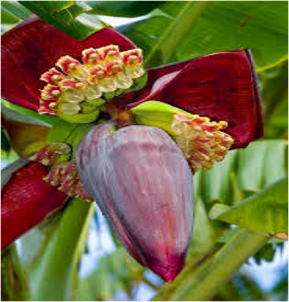 Organic Banana Flower (Banana Blossom) 1kg  | Fresh Indian Banana Flower | Rootz Organics