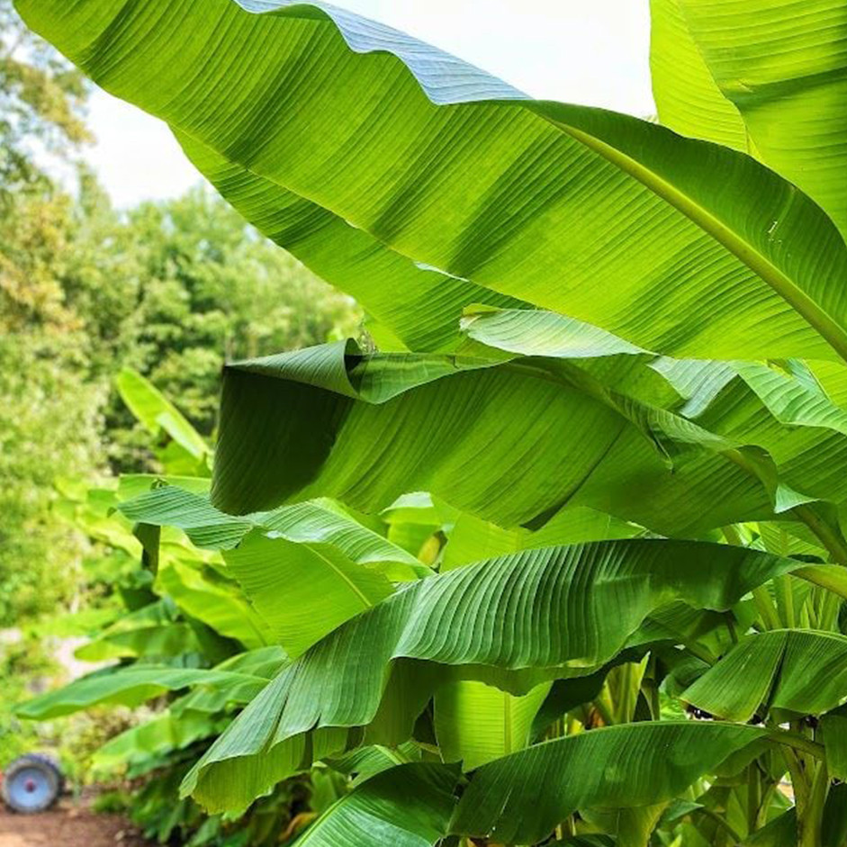 Fresh banana leaves - 1 pcs by Rootz Organics