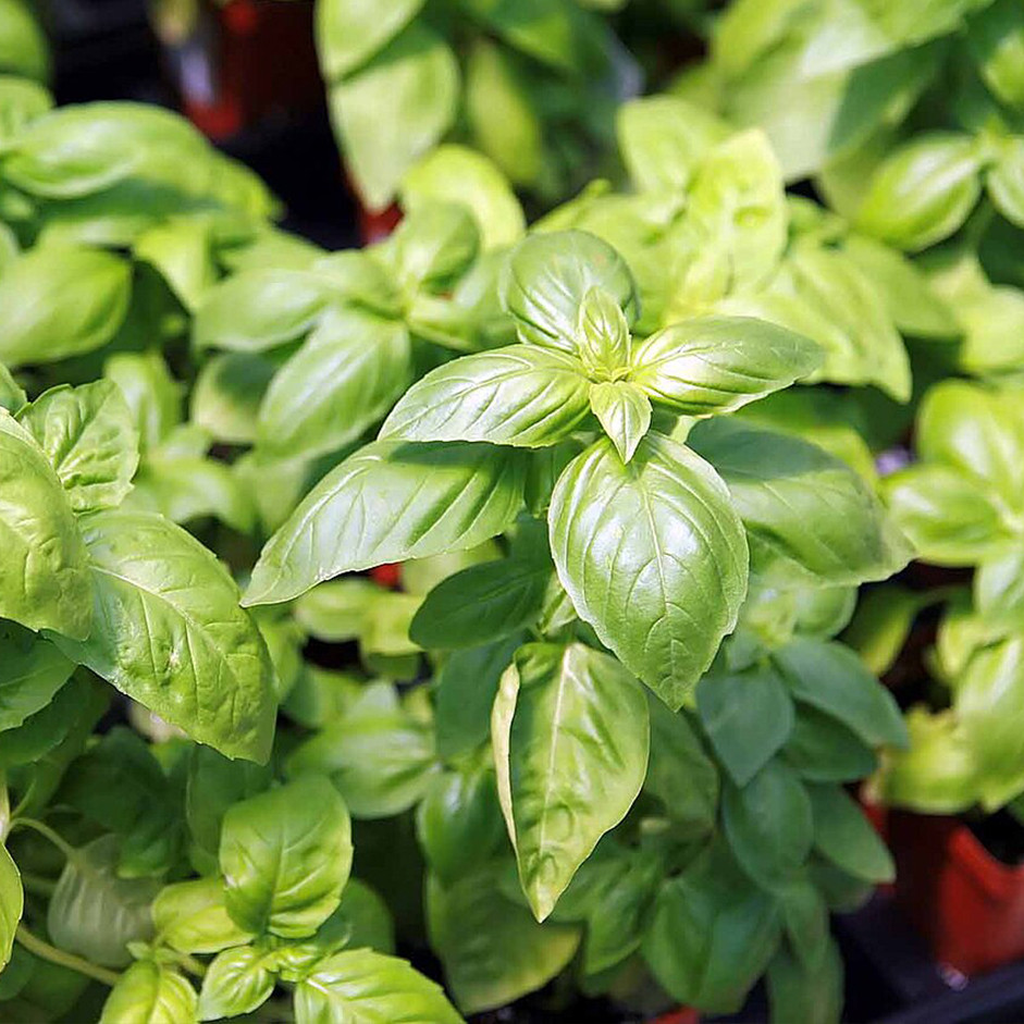 Basil leaves - 100gm pack