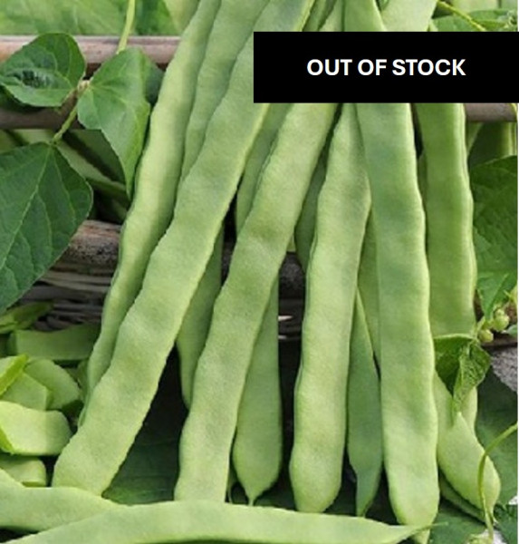 Image of Flat Beans 500g —
