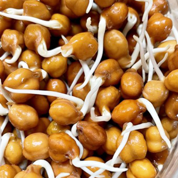 Image of Rootz Fresh Black Chickpea Sprouts 200g – Protein Rich Kala Chana Sprouts for Salads &amp; Healthy Recipes