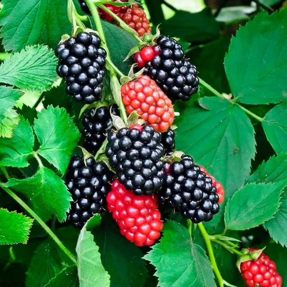 Organic Blackberries – Fresh &amp; Naturally Sweet 125g