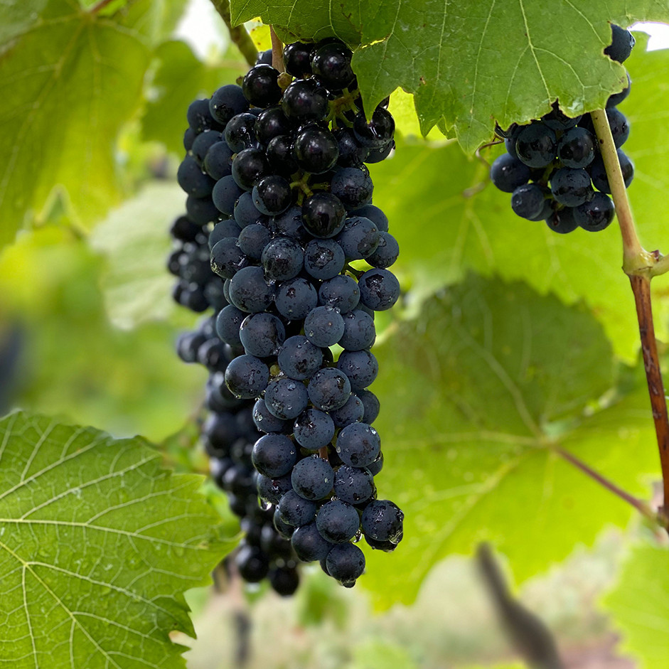 Organic Black Grapes 500g | Fresh Organic Grapes