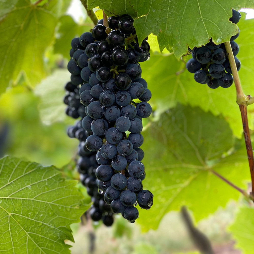 Organic Black Grapes 500g | Fresh Organic Grapes